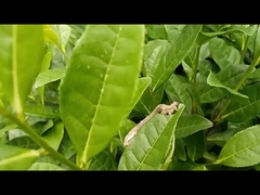 الآفات الهندسية للشاي المبيدات الزراعية الفعالة EoNPV.Bt