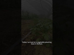 يرقات دودة الجيش البنجر تأكل مجموعة متنوعة من النباتات بما في ذلك نباتات الطماطم