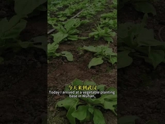 فيروس الحشرات الحشرية عالية الكفاءة البيولوجية SeNPV و Bacillus Thuringiensis