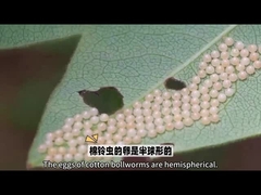 مبيد حشري بيولوجي مبيد حشري بيولوجي شهير للغاية هو HaNPV.Bt للديدان