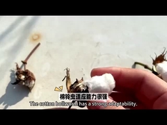 الخيار الأكثر فعالية HaNPV Bt المبيدات الحيوية لزراعة القطن