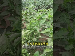 مكافحة الذباب الأبيض عن طريق مبيد الحشرات الآمن للنباتات يقتل الذباب الأبيض على أشجار الفاكهة