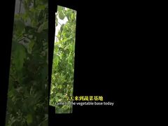 مكافحة الذباب الأبيض في المحاصيل الصليبية والذرة وما إلى ذلك من خلال أساليب مكافحة بيولوجية