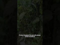 المكافحة البيولوجية لمرض اللفحة المتأخرة على الطماطم (البندورة) المكافحة البيولوجية لمرض اللفحة المتأخرة للنباتات