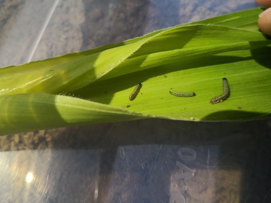 Active Ingredient Pest Virus And Bt Maize Crop Pesticides for Long Shelf Life and Compatible With Other Pesticides