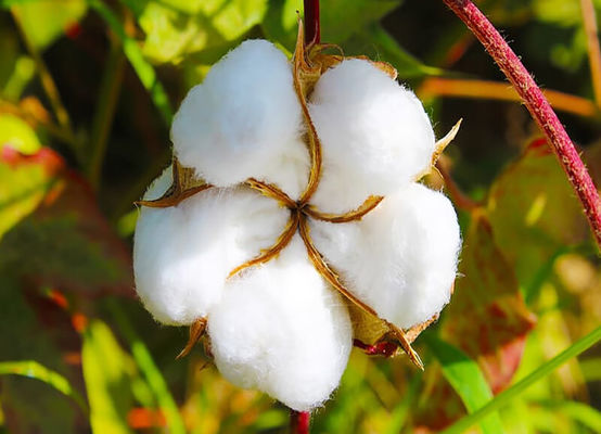 Biological Pesticide HaNPV Bt Without Chemical Residue Kill Cotton Chili Pests Highly Effective 