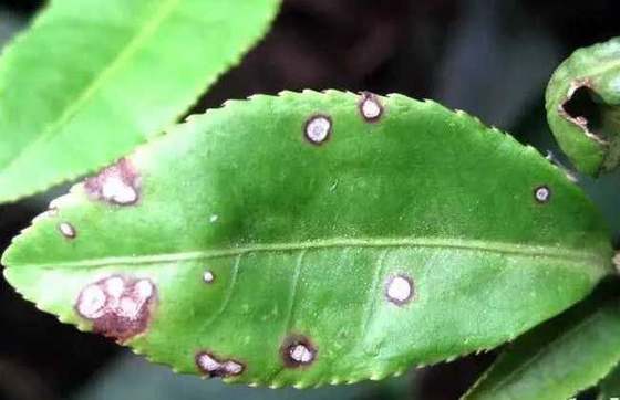 Bactericide Promote New Bud Germination Prevent Tea Grey Blight 300-500 Times Leaf Spray Bacillus velezensis 