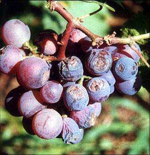 CY30 Bacillus Velezensis relieve rotten roots dead plants stiff seedlings yellowing of solanaceous fruits melon garlic.