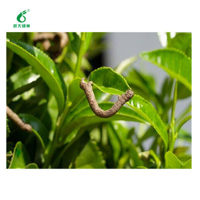 Tea geometrid killer without residue 10 million PIB/mL EoNPV 2000IU/uL Bt organic tea pesticide