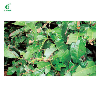 Eco Friendly SC Common Tea Pests Organic Pesticide Kill Tea Geometrid